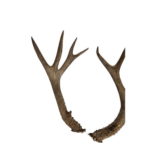 Matching Deer Antlers Set Real Antlers Rustic Decor Craft Pair for Cabin Farmhou - Picture 5 of 11